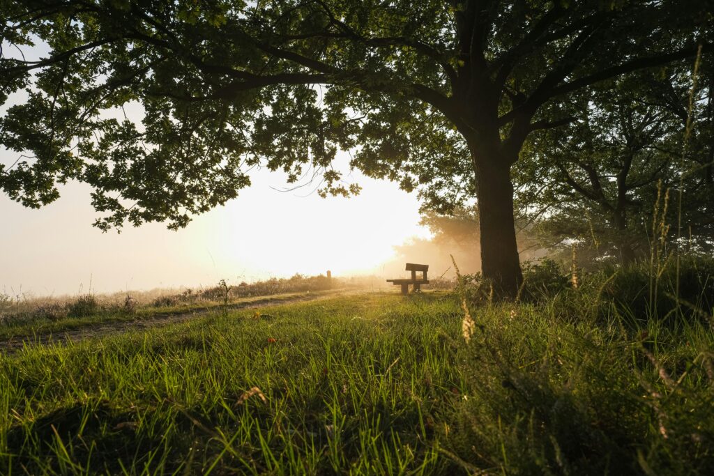 pexels matthiasgroeneveld 33453937